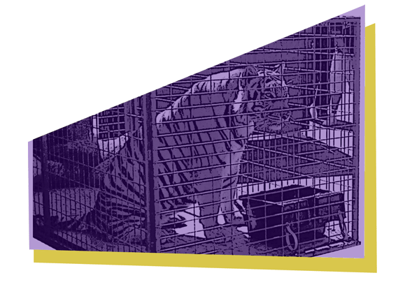 Montlake Mojo graphic 1