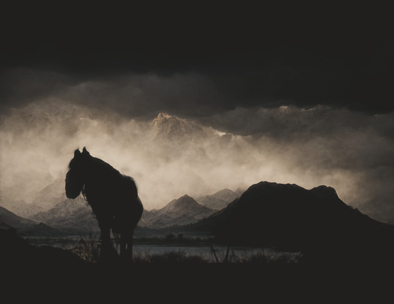 A horse without its rider