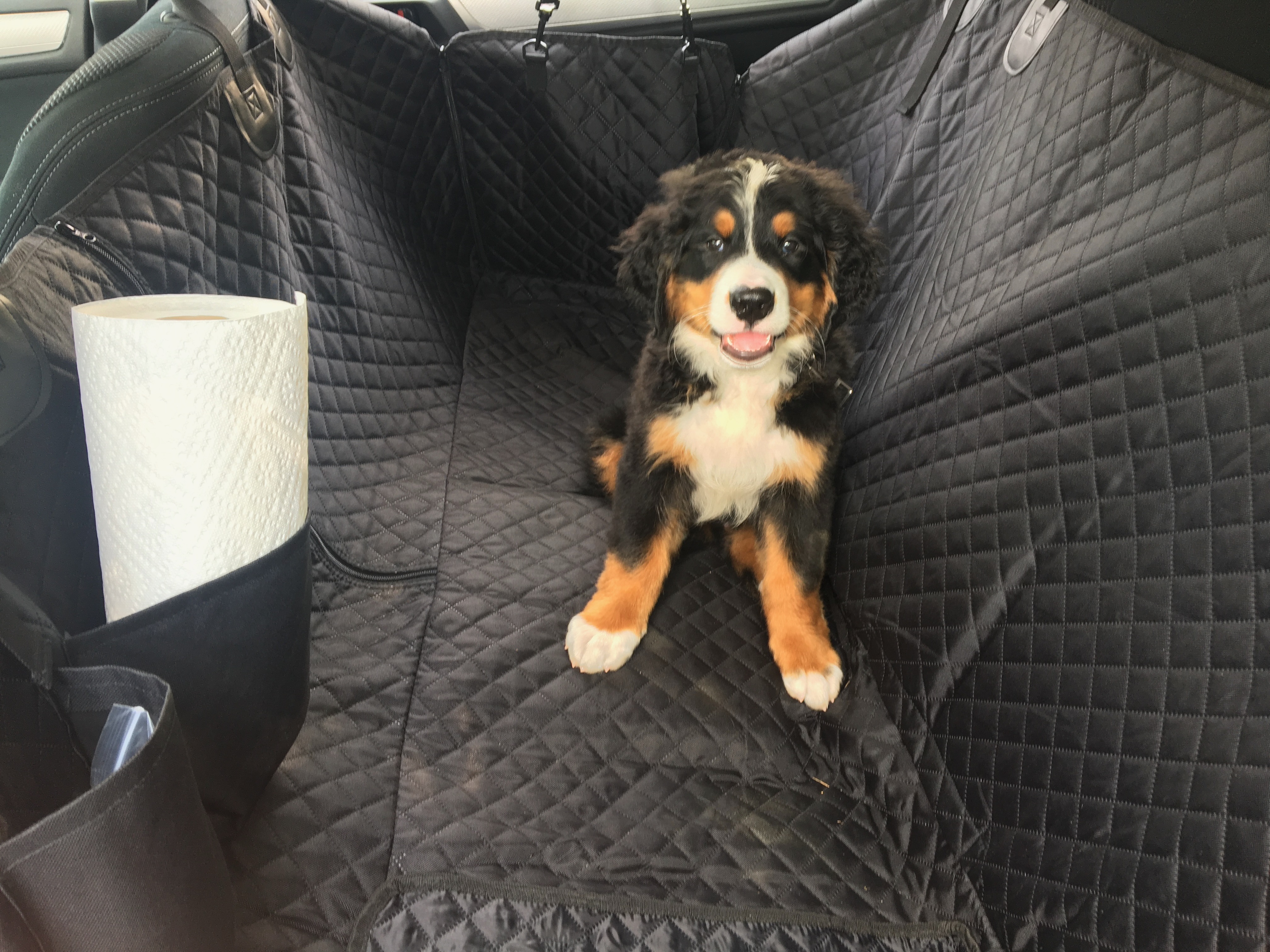 Bearheart, on his first roadtrip. Photo by the author.